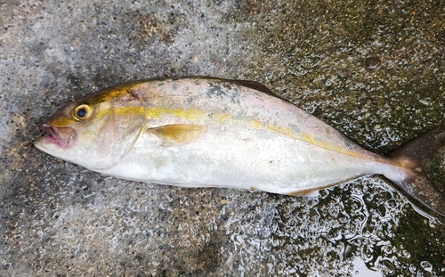 ショゴの釣果