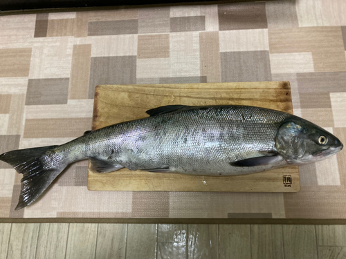 アキアジの釣果