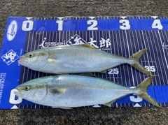 ワカシの釣果