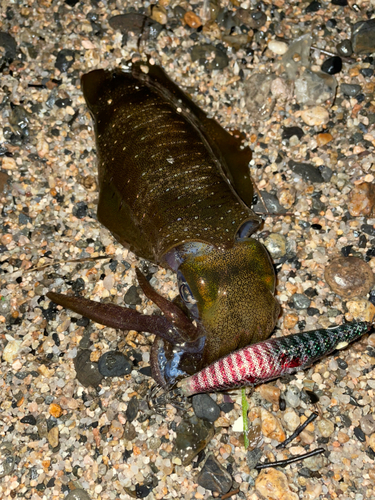 アオリイカの釣果