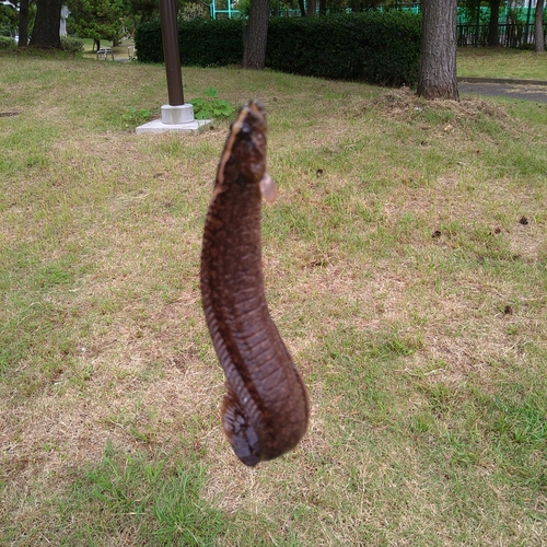 ギンポの釣果