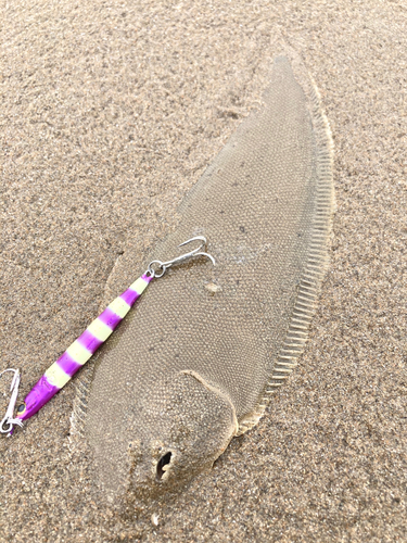 シタビラメの釣果