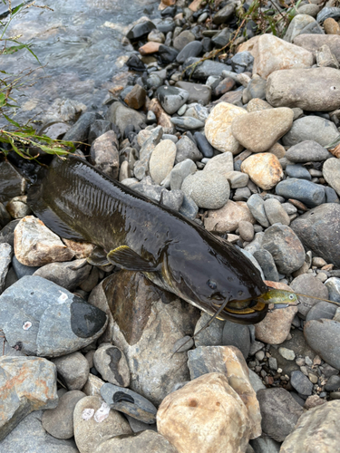 ナマズの釣果