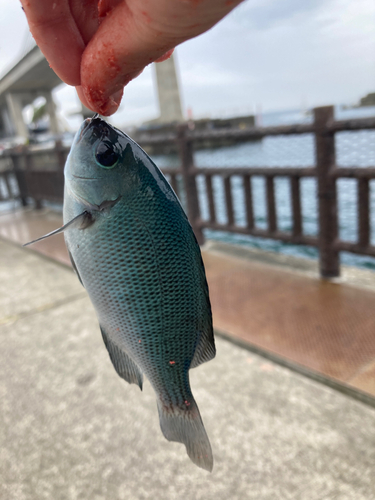 メジナの釣果