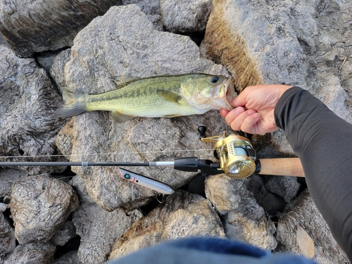 ブラックバスの釣果