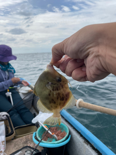 カワハギの釣果