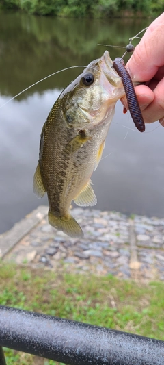 ラージマウスバスの釣果