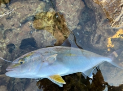 カンパチの釣果