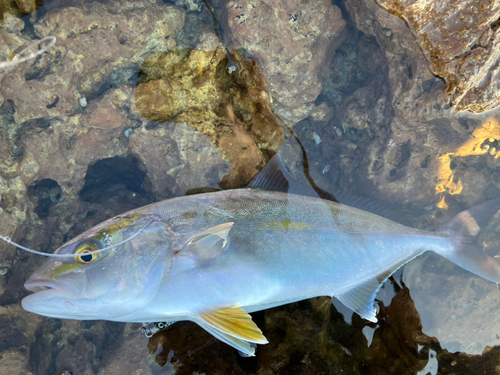 カンパチの釣果