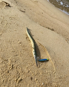 ダツの釣果