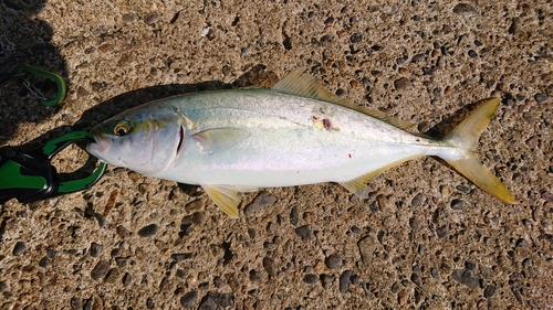 イナダの釣果