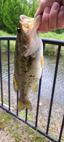 ラージマウスバスの釣果