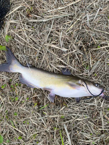 アメリカナマズの釣果