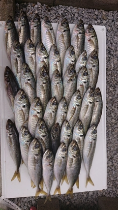 アジの釣果