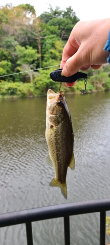 ラージマウスバスの釣果