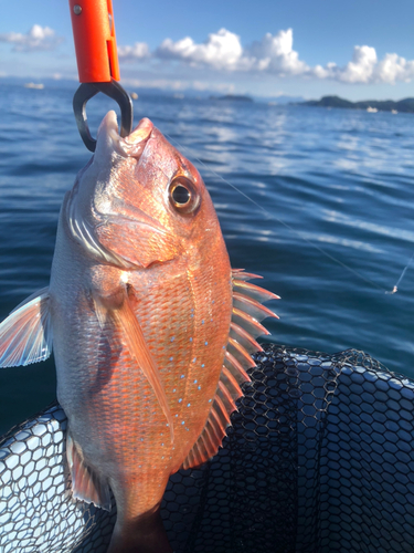 タイの釣果