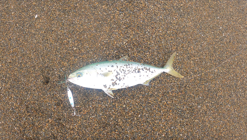 イナダの釣果