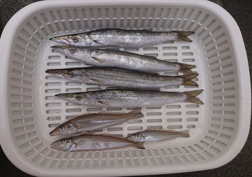 カマスの釣果