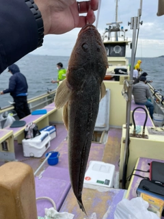 マゴチの釣果