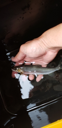 アユの釣果