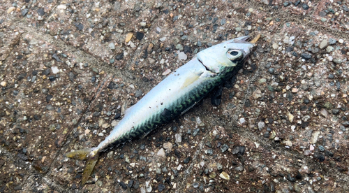 サバの釣果