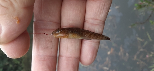 ヌマチチブの釣果