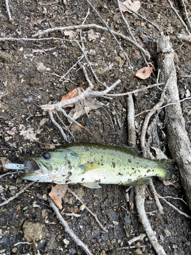 ラージマウスバスの釣果