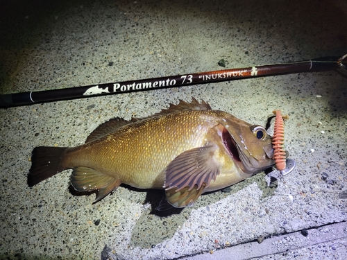 エゾメバルの釣果