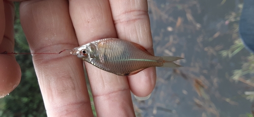 タイリクバラタナゴの釣果