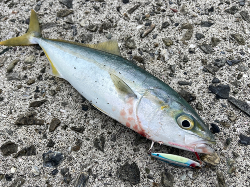 ワカナゴの釣果