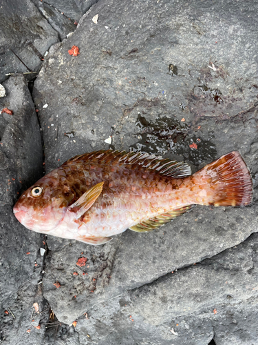 ブダイの釣果