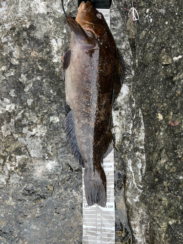 アイナメの釣果