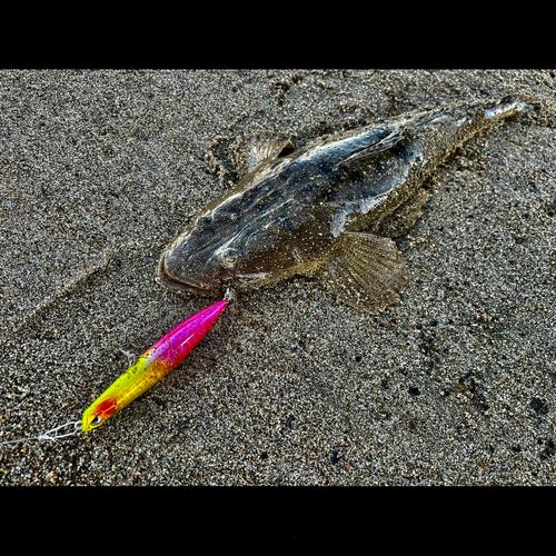 マゴチの釣果