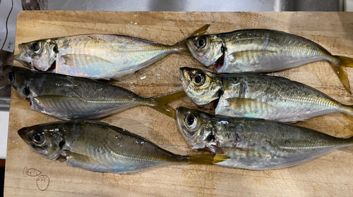 アジの釣果