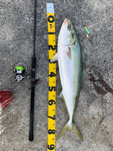 ブリの釣果