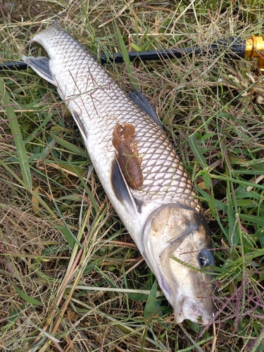 ニゴイの釣果