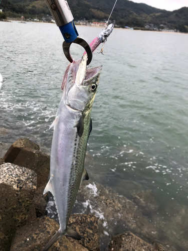 サゴシの釣果