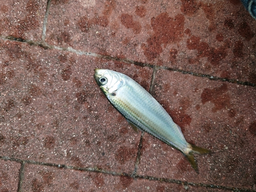 サッパの釣果