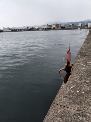 タコの釣果