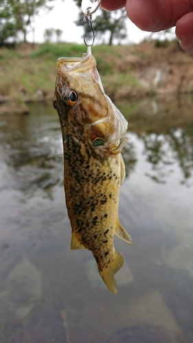 オヤニラミの釣果