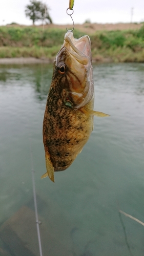 オヤニラミの釣果