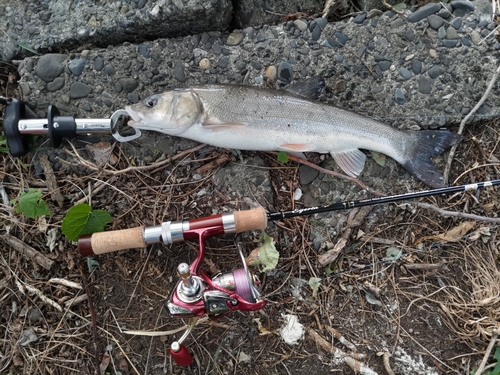 ウグイの釣果