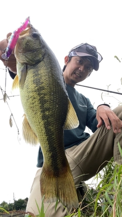 ブラックバスの釣果