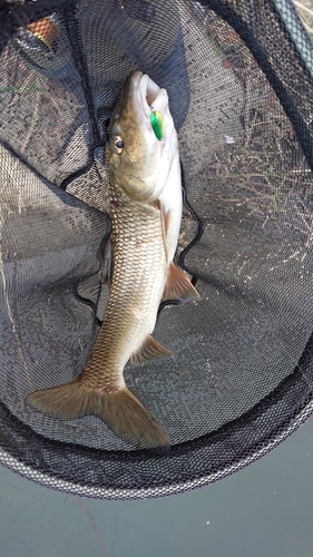 ニゴイの釣果