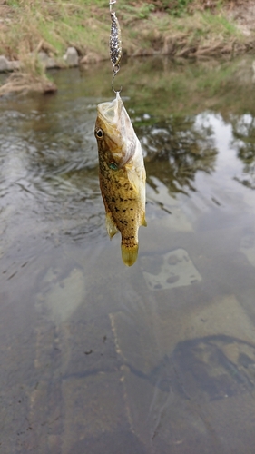 オヤニラミの釣果