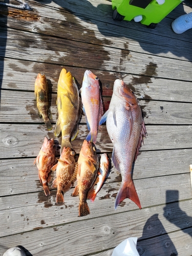 マダイの釣果