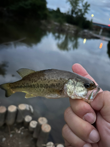 ラージマウスバスの釣果