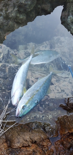 イナダの釣果