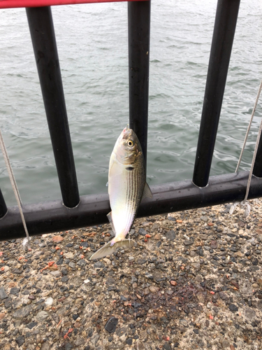 コノシロの釣果