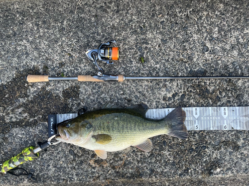 ブラックバスの釣果